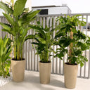 Bird of Paradise Monstera Peace Lily Bundle 3 plants UAE. Three potted plants in beige pots on a patio with a white railing in the background.
