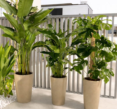 Bird of Paradise Monstera Peace Lily Bundle 3 plants UAE. Three potted plants in beige pots on a patio with a white railing in the background.