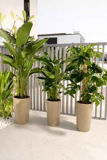 Bird of Paradise Monstera Peace Lily Bundle 3 plants UAE. Three potted plants in beige pots on a patio with a white railing in the background.