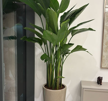 Bird of Paradise Plants UAE. Tall potted plant in a room with a modern interior design.