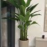 Bird of Paradise Plants UAE. Tall potted plant in a room with a modern interior design.