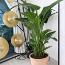Bird of Paradise Premium in Terracota. Potted plant in a room with decorative elements and a mirror.