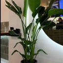Bird of Paradise in Black Plants UAE. Potted plant in a modern indoor setting with a person in the background.