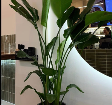 Bird of Paradise in Black Plants UAE. Potted plant in a modern indoor setting with a person in the background.