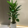 Bird of Paradise in Ceramic Premium Plants UAE. Potted plant in a white pot on a light-colored floor with a neutral wall background