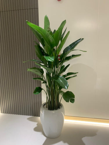Bird of Paradise in Ceramic Premium Plants UAE. Potted plant in a white pot on a light-colored floor with a neutral wall background