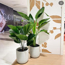 Birds of Plant + Elephant Bundle Premium Plants UAE. Two potted plants on a wooden floor with a Gucci advertisement in the background.