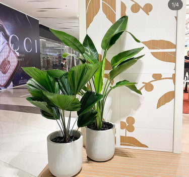 Birds of Plant + Elephant Bundle Premium Plants UAE. Two potted plants on a wooden floor with a Gucci advertisement in the background.