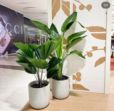 Birds of Plant + Elephant Bundle Premium Plants UAE. Two potted plants on a wooden floor with a Gucci advertisement in the background.