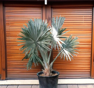 Bismarckia nobilis – Bismarck Palm