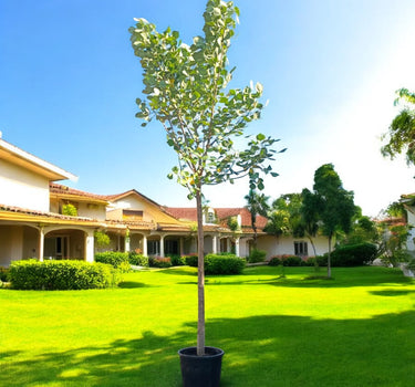 Bombax Ceiba – Red Silk Cotton Tree (Simbal)