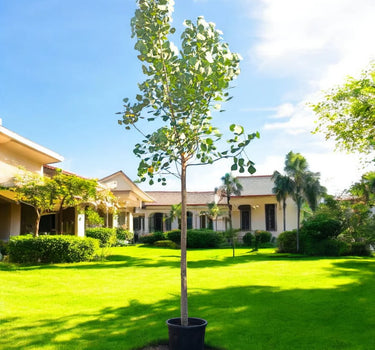 Bombax Ceiba – Red Silk Cotton Tree (Simbal)