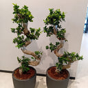 Bonsai 2pc-Bundle  Premium Indoor Plants UAE. Two potted plants with twisted trunks on a white background