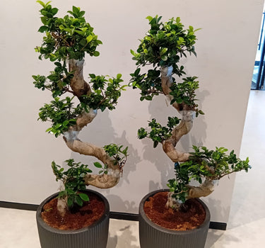 Bonsai 2pc-Bundle  Premium Indoor Plants UAE. Two potted plants with twisted trunks on a white background