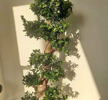 Bonsai Big 130-150cm Buy Indoor Plants . Tall potted plant with green leaves against a plain wall