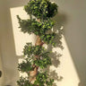 Bonsai Big 130-150cm Buy Indoor Plants . Tall potted plant with green leaves against a plain wall