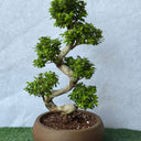Bonsai Japanese Plant 110-130cm Outdoor and Outdoor Plants UAE. Bonsai tree in a pot on a green surface with a light gray background