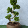 Bonsai Japanese Plant 110-130cm Outdoor and Outdoor Plants UAE. Bonsai tree in a pot on a green surface with a light gray background