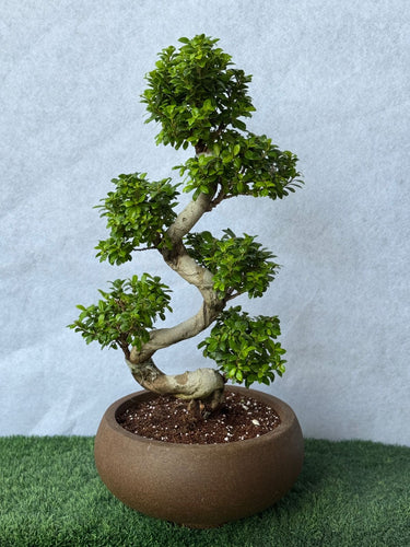 Bonsai Japanese Plant 110-130cm Outdoor and Outdoor Plants UAE. Bonsai tree in a pot on a green surface with a light gray background