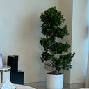 Bonsai Premium s-shape 110-130cm Indoor Plants UAE. Potted plant in a room with a neutral background 
