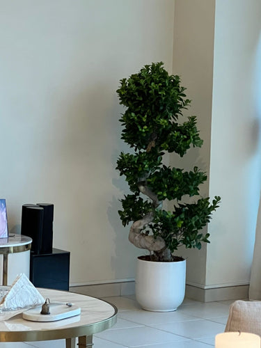 Bonsai Premium s-shape 110-130cm Indoor Plants UAE. Potted plant in a room with a neutral background 