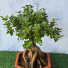 Bonsai Table Plant Collectible UAE. Bonsai tree in a pot on a green surface with a light blue background