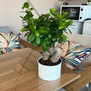 Bonsai Table Plant Premium. Potted plant on a wooden coffee table with colorful cushions and a microwave in the background.