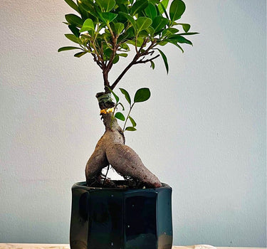 Bonsai Table Plant (Premium), Indoor Plants UAE. Potted plant with a unique root system on a light-colored surface with a neutral background
