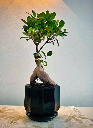 Bonsai Table Plant (Premium), Indoor Plants UAE. Potted plant with a unique root system on a light-colored surface with a neutral background