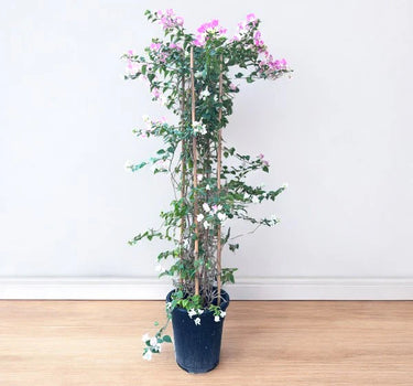 Bougainvillea Glabra 4 Stick 1.5 m