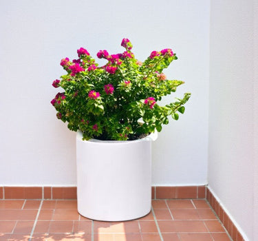 Bougainvillea Glabra – Paperflower Vine 3