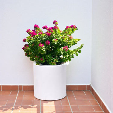 Bougainvillea Glabra – Paperflower Vine 3