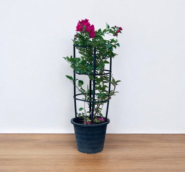 Bougainvillea Glabra – 4 Stick multi Colors 2
