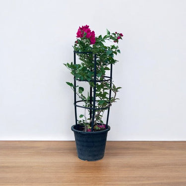 Bougainvillea Glabra – 4 Stick multi Colors 2