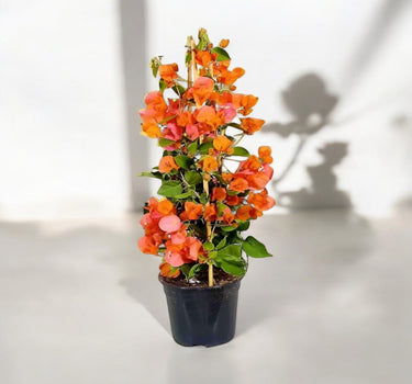 Bougainvillea Spectabilis 1