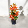 Bougainvillea Spectabilis 1