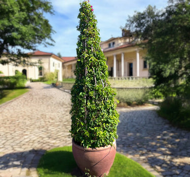 Bougainvillea Cone-Shaped