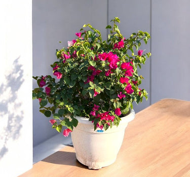 Bougainvillea Glabra – Paperflower Vine 1