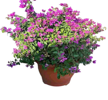 Bougainvillea alexandra "Purple-Paper Flower"