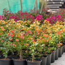 Bougainvillea Indoor Plants UAE. Row of potted plants with colorful flowers in a garden setting