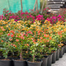 Bougainvillea Indoor Plants UAE. Row of potted plants with colorful flowers in a garden setting