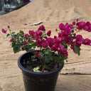 Bougainvillea in Nursery Plants UAE. Potted plant with pink flowers on a sandy background