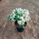 Bougainvillea in Nursery Pot Plants Dubai. Potted plant with white flowers on a textured brown surface