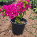 Bougainvillea in Nursery Pot Plants UAE. Potted plant with bright pink flowers on a sandy ground
