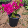 Bougainvillea in Nursery Pot Plants UAE. Potted plant with bright pink flowers on a sandy ground