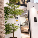 Tree or Shady Lady Tree in Premium Fiber Pot Plants Dubai.