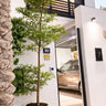 Tree or Shady Lady Tree in Premium Fiber Pot Plants Dubai.