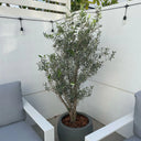 Bushy Olive Tree Fiber Pot Plants UAE. Potted plant on a patio with white chairs and a white wall.
