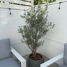 Bushy Olive Tree Fiber Pot Plants UAE. Potted plant on a patio with white chairs and a white wall.