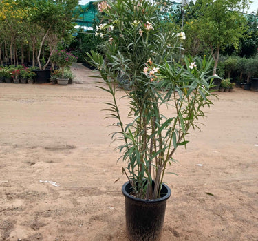 Oleander Plant 150cm Large